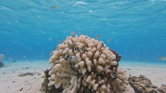 Underwater, Coral bleaching in the lagoon of Tahaa, UHD 4K