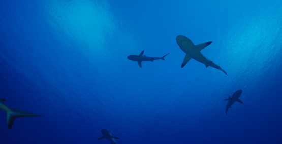 Underwater, group of grey sharks overhead, Fakarava, 6K