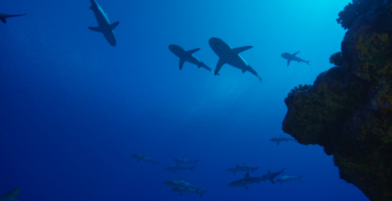 Underwater, group of grey sharks overhead, Fakarava, 6K