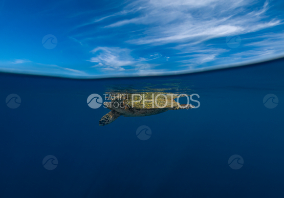 Turtle, Hawksbill Turtle, Ocean, French Polynesia, Tahiti