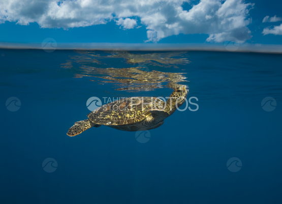Turtle, Green Turtle under the surface, Ocean, French Polynesia, Tahiti