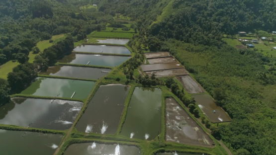 Aerial drone view, Aquaculture of Teahupoo, Peninsula of Tahiti, Polynesia, 4K UHD