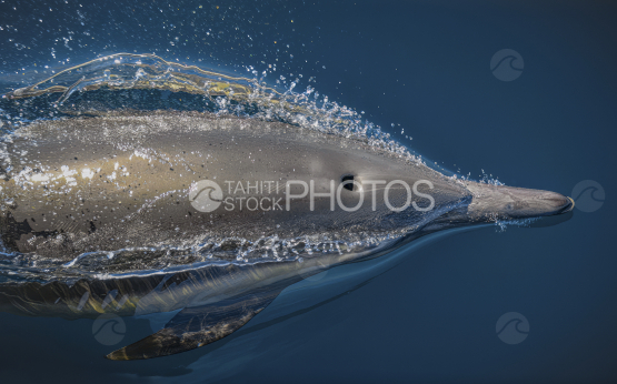 Rangiroa, dolphin, polynesia, Tahiti