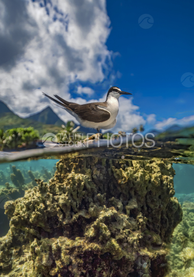 Moorea, Sea bird, lagoon, mountains