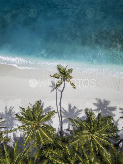 Fakarava, coconut trees in the lagoon, French Polynesia