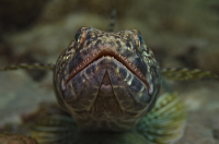 lizardfish, synodus, Polynesia