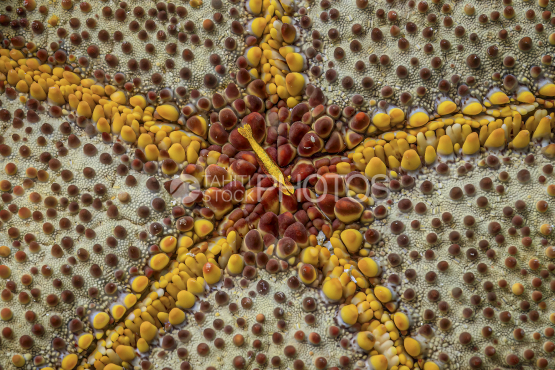 Starfish schrimp, Polynesia, zenopontonia soror