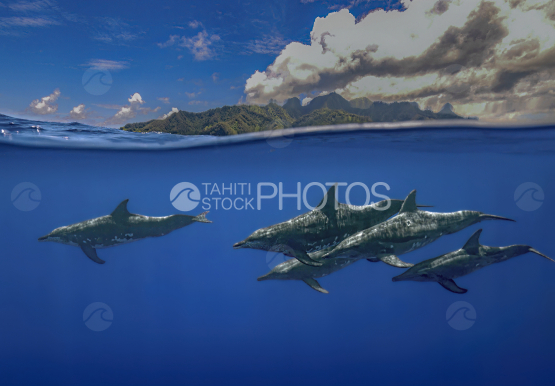 Moorea, dolphin, polynesia, Tahiti, rough toothed dolphin