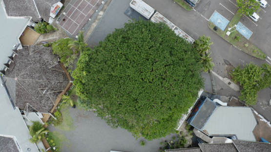 Aerial view by drone, Maison de la Culture, topview, banian tree, Papeete, Tahiti, French Polynesia, 4K UHD