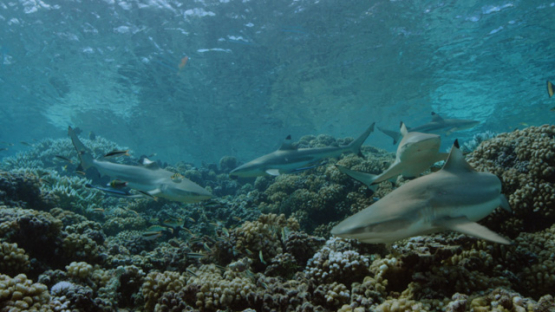 Blacktip sharks over the coral reef, Carcharhinus melanopterus, shallow, Fakarava, underwater, Polynesia, 4K UHD