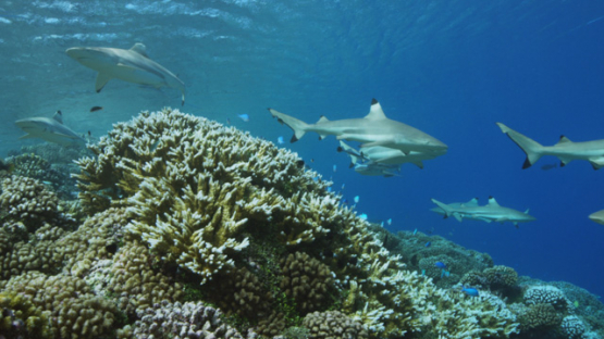 Carcharhinus melanopterus, Blacktip sharks over the coral reef, shallow, Fakarava, underwater, Polynesia, 4K UHD