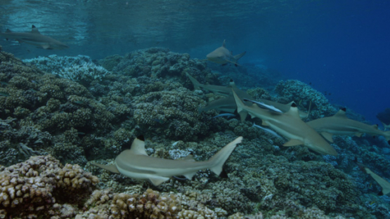 Blacktip sharks over the coral reef, shallow, Carcharhinus melanopterus, Fakarava, underwater, Polynesia, 4K UHD