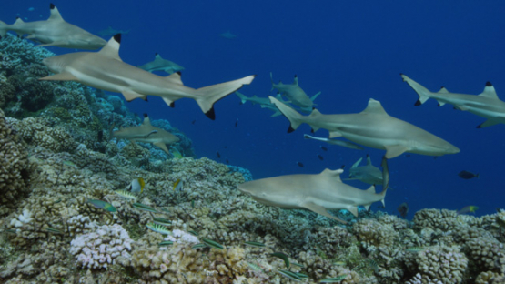 Blacktip sharks over the coral reef, shallow, Fakarava, underwater, Polynesia, 4K UHD