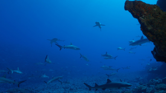 Carcharhinus amblyrhynchos, Grey sharks over the coral reef, Fakarava, underwater, Polynesia, 4K UHD
