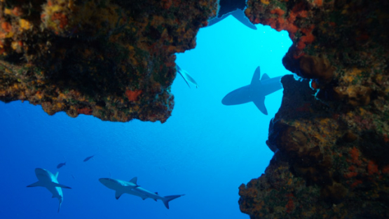 Grey sharks over the coral reef, Carcharhinus amblyrhynchos, Fakarava, underwater, Polynesia, 4K UHD