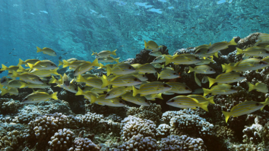 Yellow snappers over the coral reef, shallow, Fakarava, underwater, Polynesia, 4K UHD