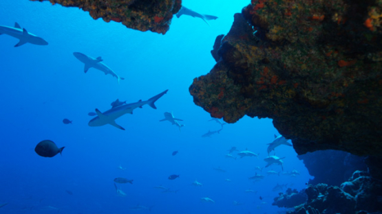 Grey sharks, Carcharhinus amblyrhynchos, slow motion, Fakarava, underwater, Polynesia, 4K UHD