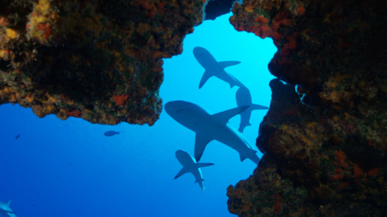 Grey sharks, slow motion, Carcharhinus amblyrhynchos, Fakarava, underwater, Polynesia, 4K UHD