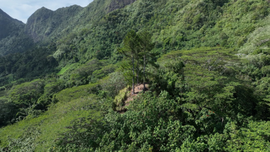 Aerial drone view, moorea, young women in the forest, 4K UHD