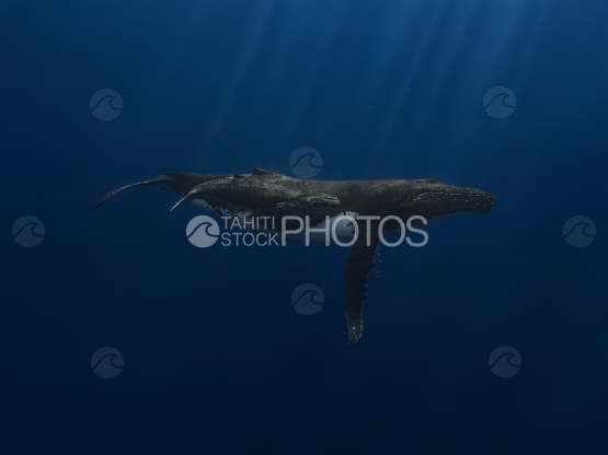 Humpbackwhale underwater, mother and calf , French Polynesia