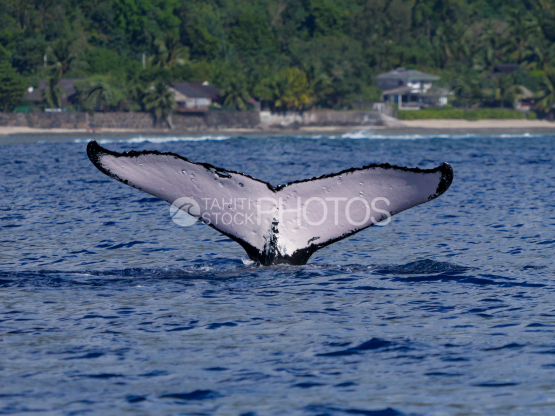 humpback Whale, Caudal fin, Surface, Ocean, French  Polynesia