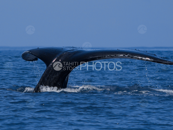 humpback Whale, Caudal fin, Surface, Ocean, French  Polynesia