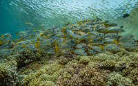 Orange snappers schooling, Coral Reef underwater, Fakarava, South Pass, Tuamotu, French Polynesia