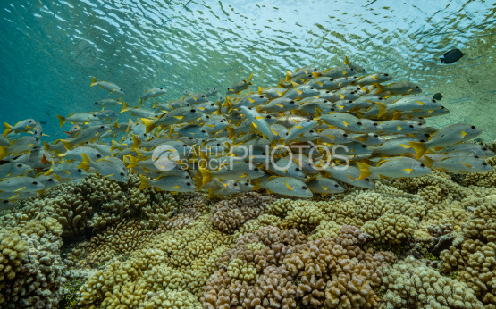 Orange snappers schooling, Coral Reef underwater, Fakarava, South Pass, Tuamotu, French Polynesia