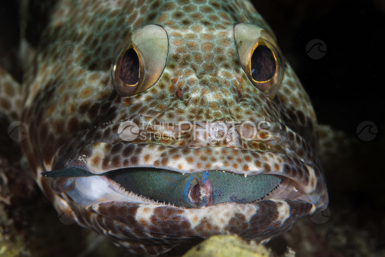 Grouper eating a parot fish as pray, Underwater sealife, French Polynesia, Night