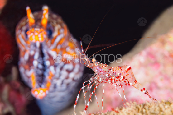 Red schrimp, orange morey eel, French Polynesia, undersea life