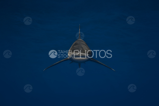 Oceanic white tip shark, parata, Ocean, French Polynesia, Carcharhinus longimanus