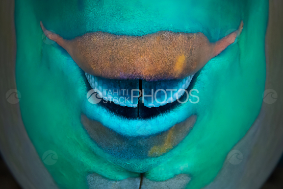 Parrot fish, beck, Macro photography, Polynesia