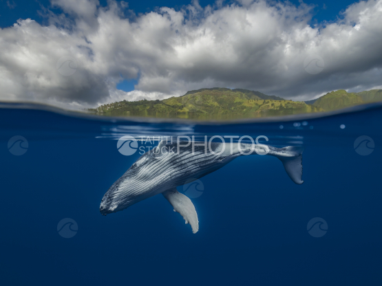 humpback Whale, Caudal fin, Surface, Ocean, French  Polynesia