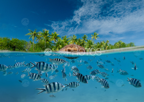 Coconut floating, Split, Tropical fishes, French Polynesia, Lagoon