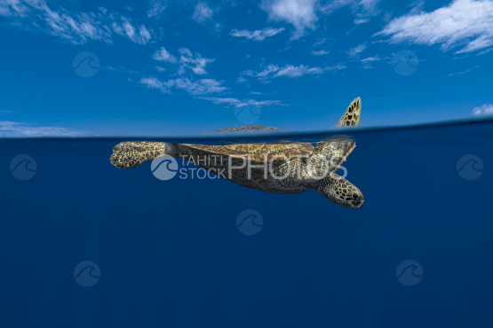 Green Sea Turtle, Ocean, French Polynesia