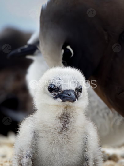 Sea bird, juvenile, Atoll, French Polynesia