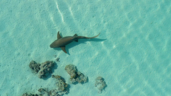 French Polynesia, Marquesas islands, Drone shot, Nurse shark, 4k UHD