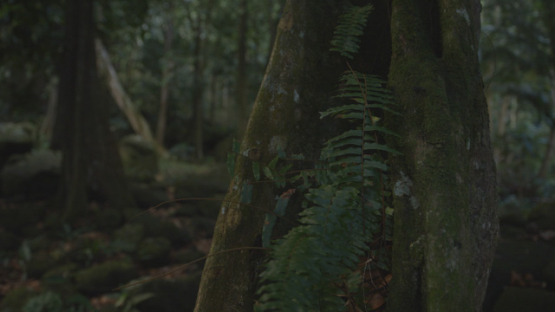 Archaeological Site of Upeke, Hiva Oa, Marquesas Islands, Polynesia, 4K UHD