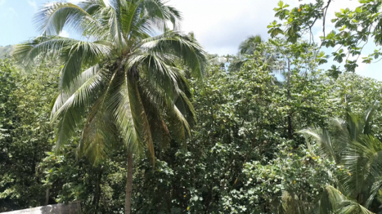 Kamuihei Aerial drone view, Archaeological Site, Nuku Hiva, Hatiheu, Marquesas Archipelago