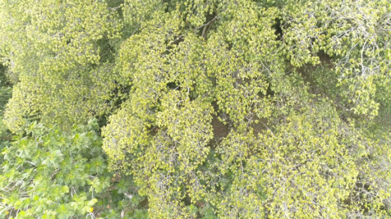 Kamuihei Aerial drone view, Banian tree, Archaeological Site, Nuku Hiva, Hatiheu, Marquesas Archipelago