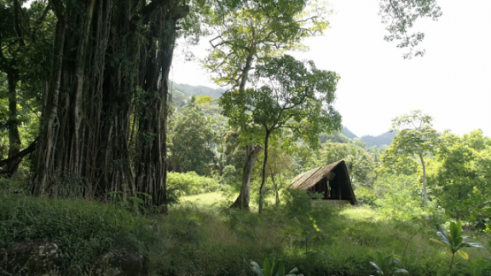 Aerial drone shot, Koueva Archaeological Site, Tohua, Tiki, Nuku Hiva, Marquesas Archipelago, French Polynesia