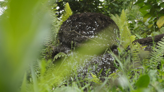Paeke Archaeological Site, Tikis, Taipivai Valley, Nuku Hiva, French Polynesia