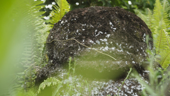 Paeke Archaeological Site, Tikis, Taipivai Valley, Nuku Hiva, French Polynesia