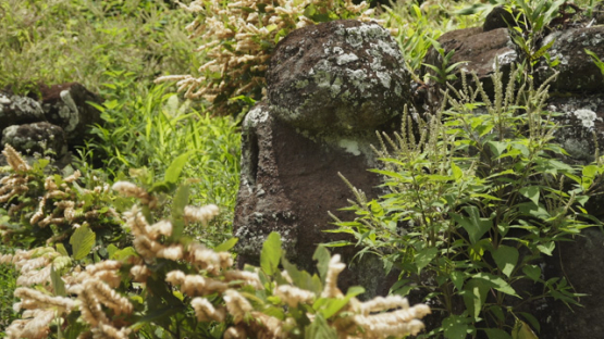 Paeke Archaeological Site, Tikis, Taipivai Valley, Nuku Hiva, French Polynesia