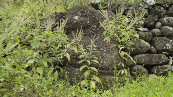 Paeke Archaeological Site, Tikis, Taipivai Valley, Nuku Hiva, French Polynesia