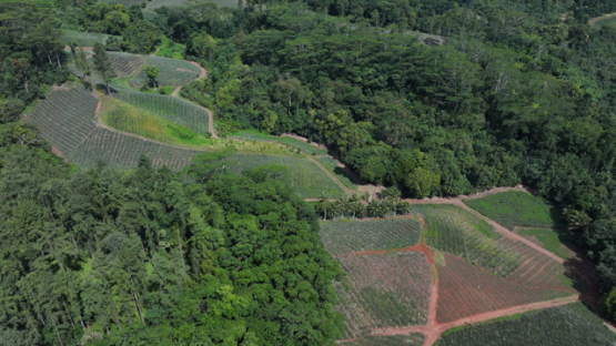 Pineapple Fields Moorea Aerial Drone View Opunohu Polynesia