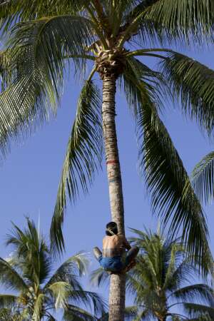 Polynesian man climbing coconut palm tree