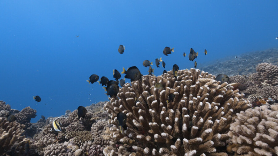 Three spots damsel fishes Acropora Coral Reef Black tip reef sharks Moorea