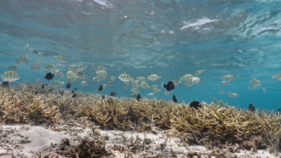 Coral Garden Sergeant Major Fish Moorea Lagoon