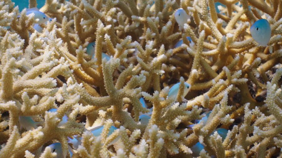 Neon Damsel Fishes Swimming Among Coral Moorea
